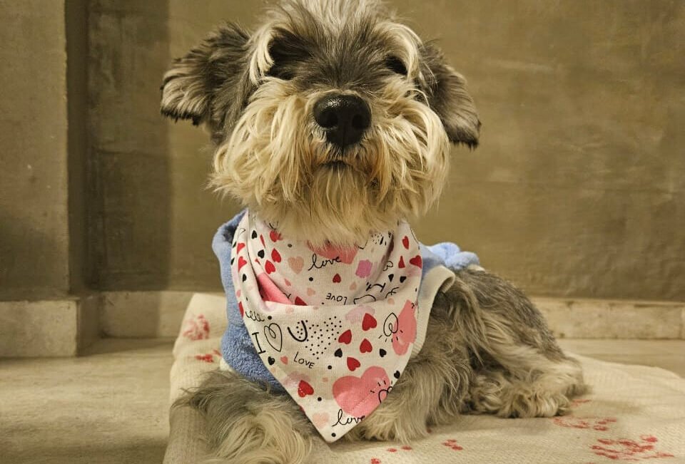 En B° Las Magnolias, tres hermanas diseñan ropa exclusiva para mascotas