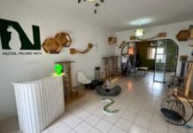 “Hotel Felino Nich”: El alojamiento exclusivo para gatitos que funciona en Córdoba