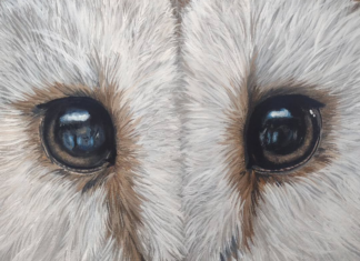 Es cordobesa y retrata a las mascotas a través de la pintura