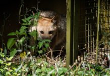 En Santa Fe dictarán la Diplomatura en Protocolos de Rescate Animal