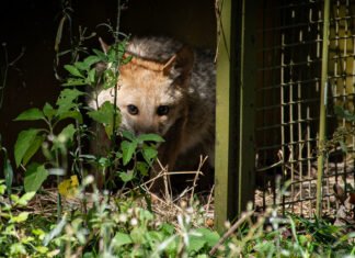 En Santa Fe dictarán la Diplomatura en Protocolos de Rescate Animal