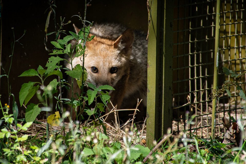 En Santa Fe dictarán la Diplomatura en Protocolos de Rescate Animal