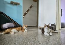 El Michi Feliz: la guardería cordobesa donde los gatos se sienten en casa