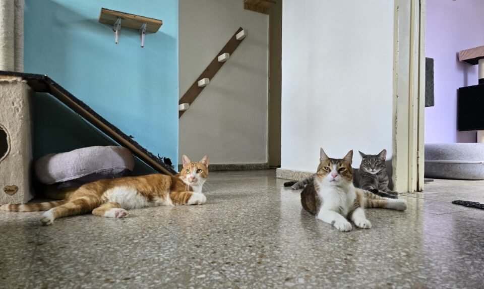 El Michi Feliz: la guardería cordobesa  donde los gatos se sienten en casa
