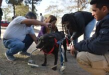 DISCAS busca manos solidarias para reacondicionar carritos ortopédicos