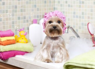 Muy pronto llega a Córdoba el primer “autolavado” de mascotas