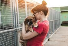 En Fundación Proyecto Animal rescatan, sanan y salvan a quienes no tienen voz