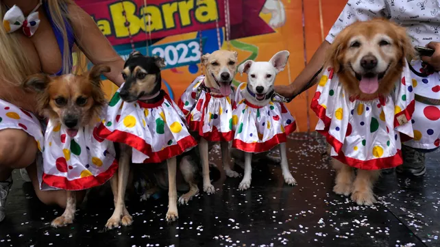 Cuando los perros son protagonistas: Festival Perruno en Capilla del Monte