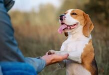 “El mayor problema de los perros hoy es la falta de gestión emocional”