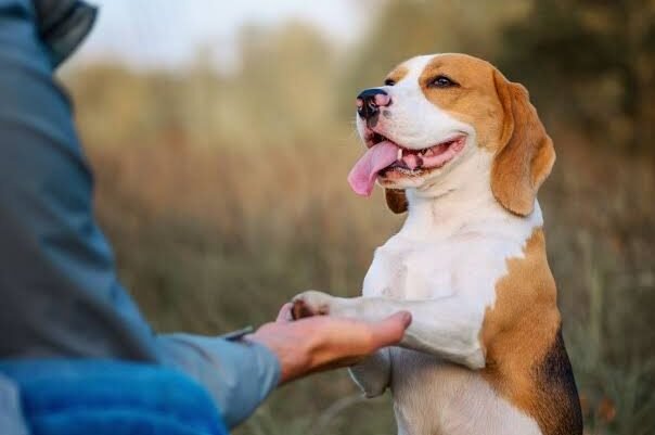 “El mayor problema de los perros  hoy es la falta de gestión emocional”