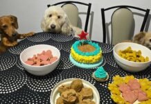 “Pininewen” transforma cada cumpleaños perruno en un festejo inolvidable
