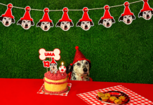 En Córdoba ya existe un salón de fiestas exclusivo para cumpleaños de perros
