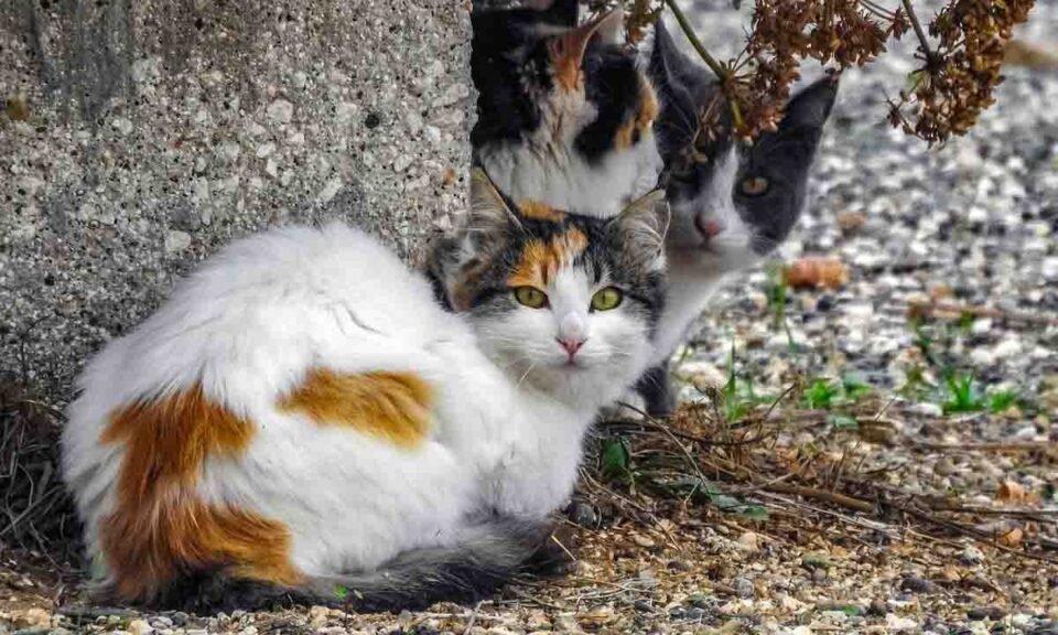 Salir a cazar gatos (con el celular): la app que convierte a los michis de la calle en figuritas coleccionables