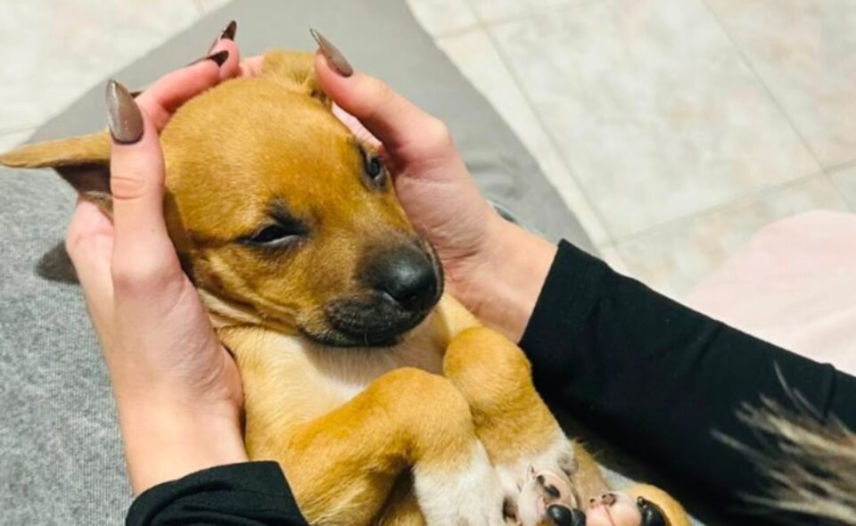 “Patitas del Sur” frena los rescates por una deuda de más de 5 millones de pesos